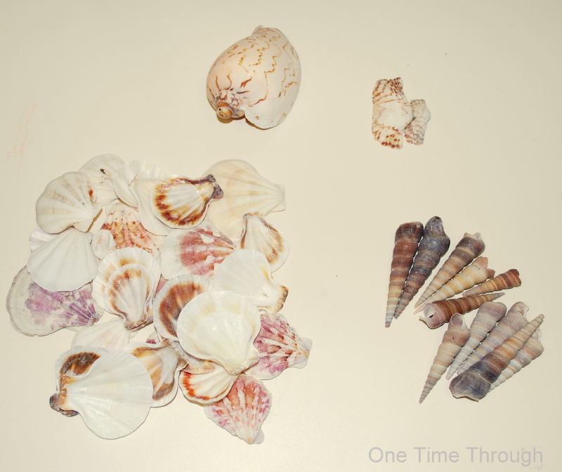 Sorting Shells