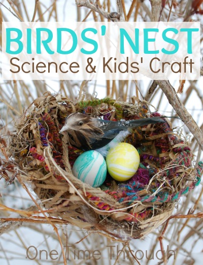 Birds' Nest Science and Kids' Craft 